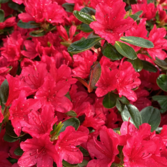 Azalea Hino Crimson (Azalea hino 'Crimson') - 1 gallon 8" -Ship Only