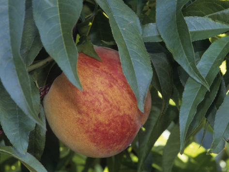 Redhaven Peach (Prunus persica 'Redhaven') - 5 gallon 60" -Ship Only