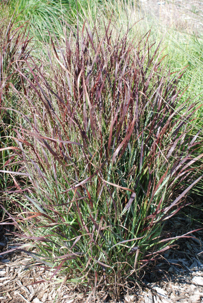 Shenandoah Switch Grass (Panicum virgatum 'Shenandoah') - 1 gallon -Ship Only