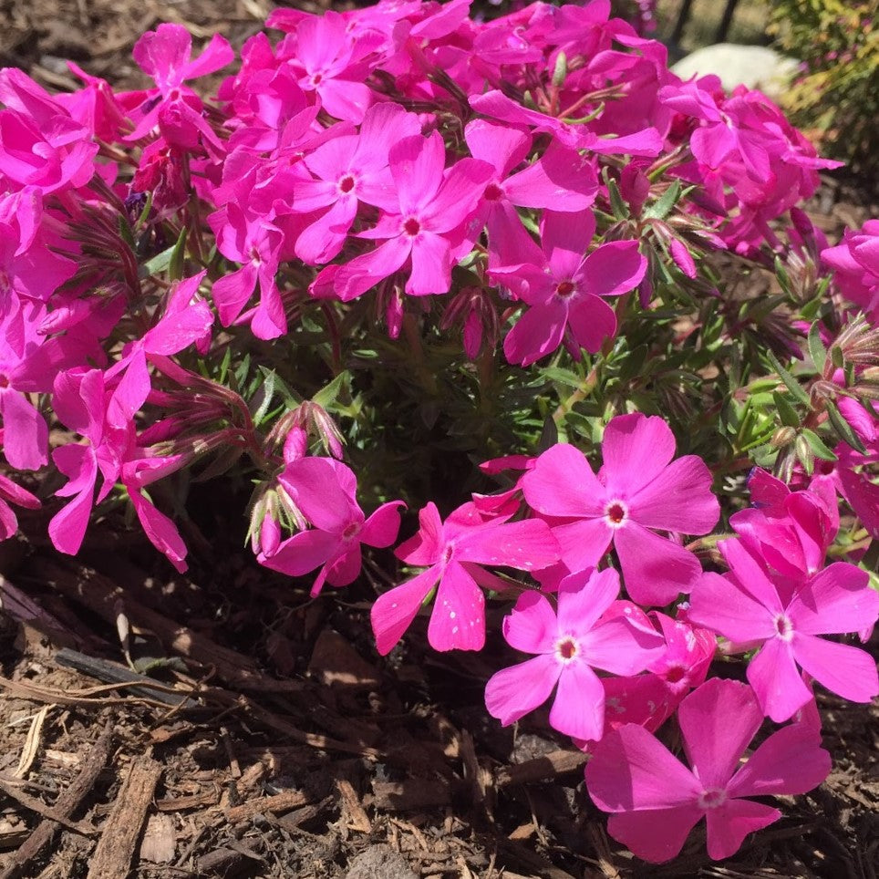 Drummond’s Pink Creeping Phlox (Phlox subulata 'Drummonds Pink') - 1 gallon -Ship Only