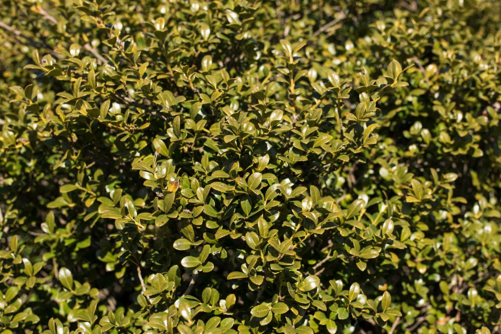 Chilly Willy Japanese Holly (Ilex crenata 'Winterscape Chilly Willy') - 3 gallon 15" -Ship Only