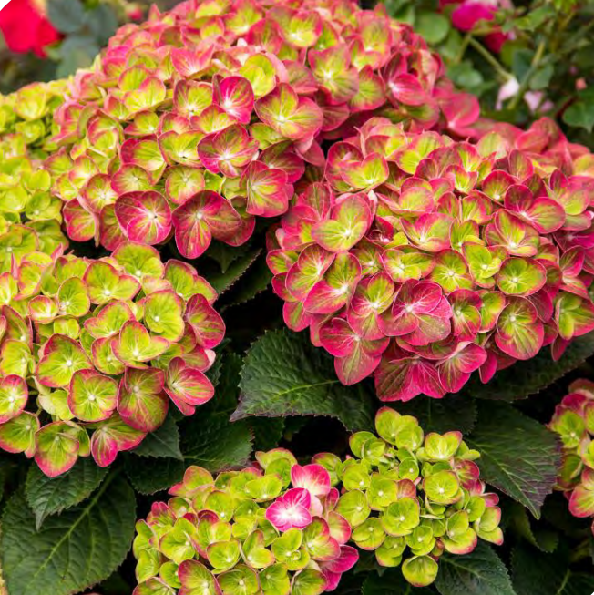 Tilt-A-Swirl® Bigleaf Hydrangea (Hydrangea macrophylla 'Tilt-A-Swirl') - 2 gallon -Ship Only