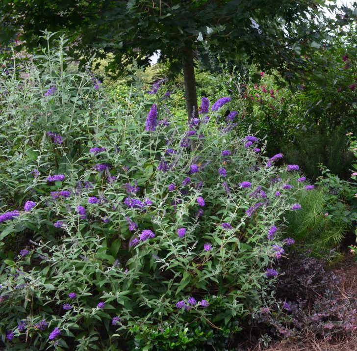 Groovy Grape™ Butterfly Bush (Buddleia ‘Groovy Grape') - 2 gallon -Ship Only