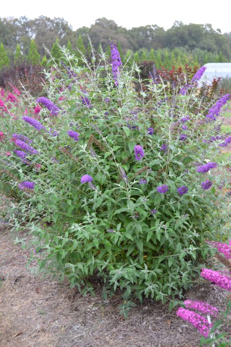 Psychedelic Sky™ Butterfly Bush (Buddleia ‘Psychedelic Sky') - 2 gallon -Ship Only