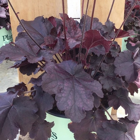 Northern Exposure™ Black Coral Bells (Heuchera 'Northern Exp. Black') - 1 gallon -Ship Only