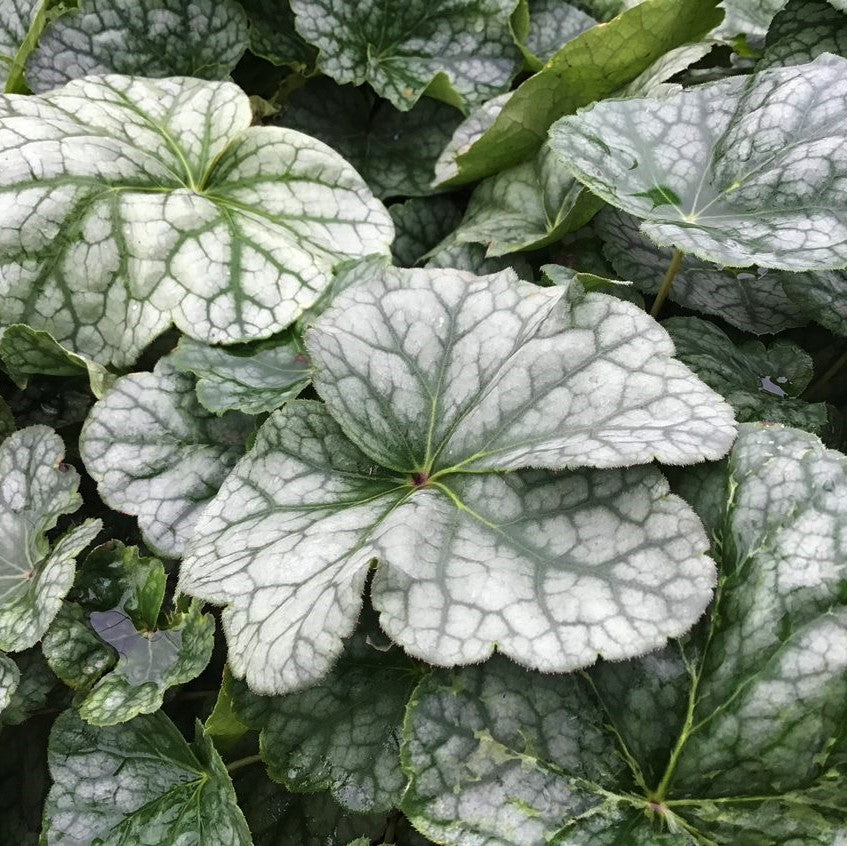 Long-flowered Alumroot (Heuchera longiflora) - 1 gallon -Ship Only
