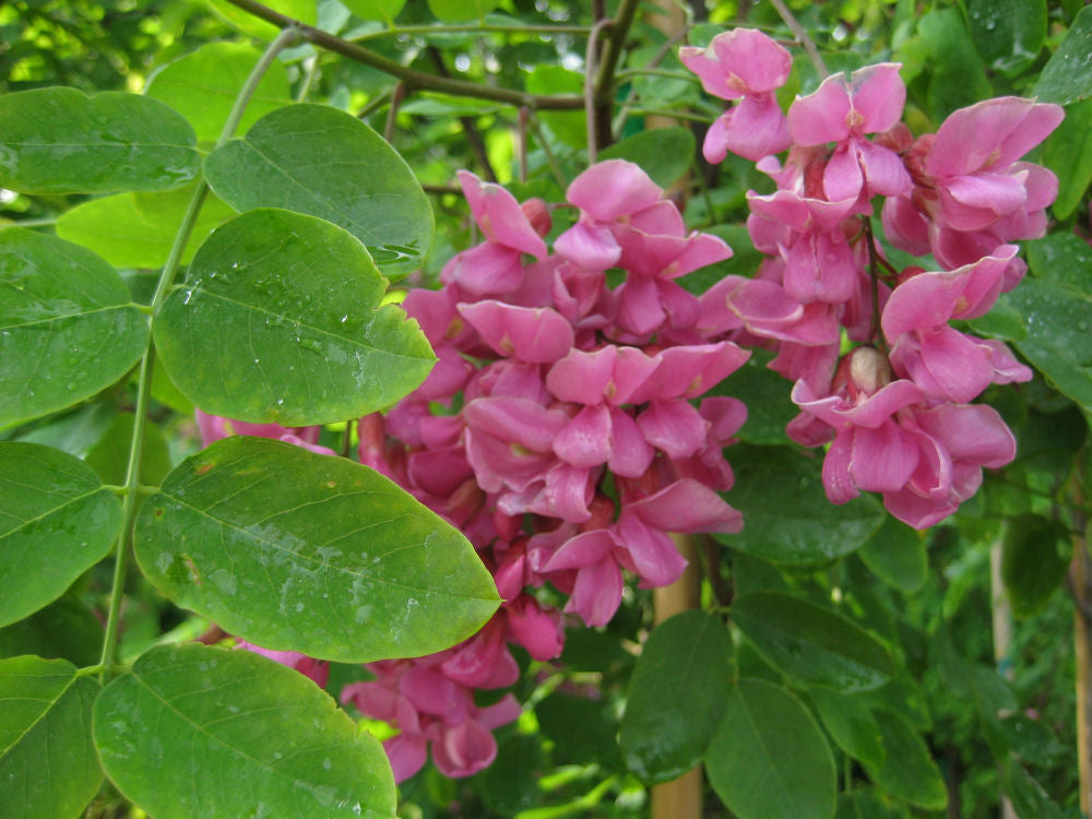 Purple Robe Black Locust (Robinia pseudoacacia 'Purple Robe') - 5 gallon -Ship Only