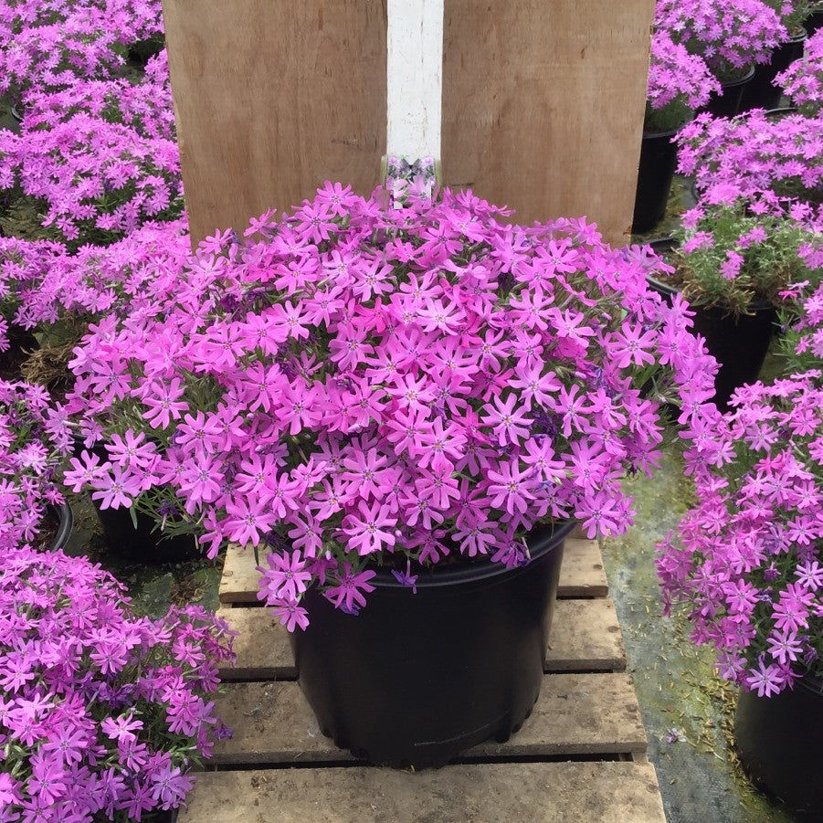 Bedazzled Pink Hybrid Spring Phlox (Phlox subulata 'Bedazzled Pink') - 1 gallon -Ship Only