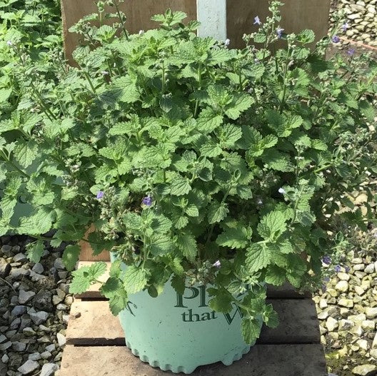 SylvesterBlue™ Catmint (Nepeta sylvester 'Blue') - 1 gallon -Ship Only