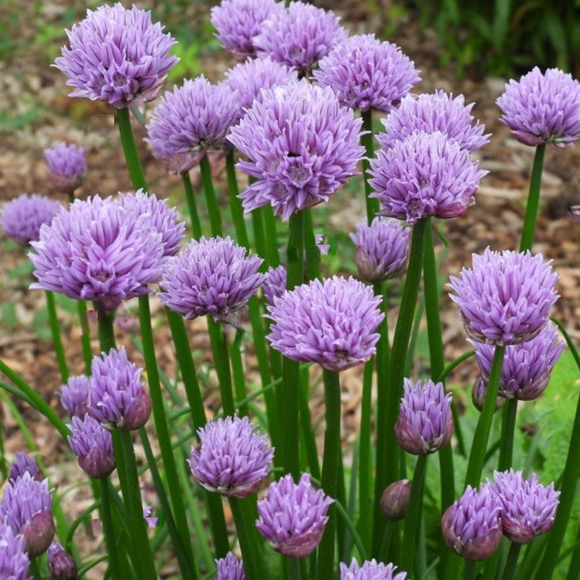 Chivette Chives (Allium chivette) - 1 gallon -Ship Only