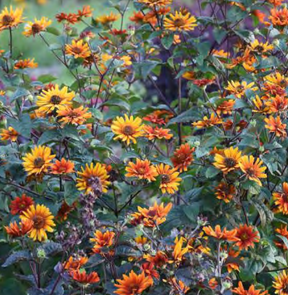 ‘Burning Hearts’ false sunflower (Heliopsis helianthoides 'Burning Hearts') - 1 gallon -Ship Only