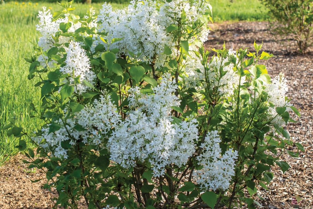 Lilac New Age White (Syringa 'New Age White') - 3 gallon -Ship Only