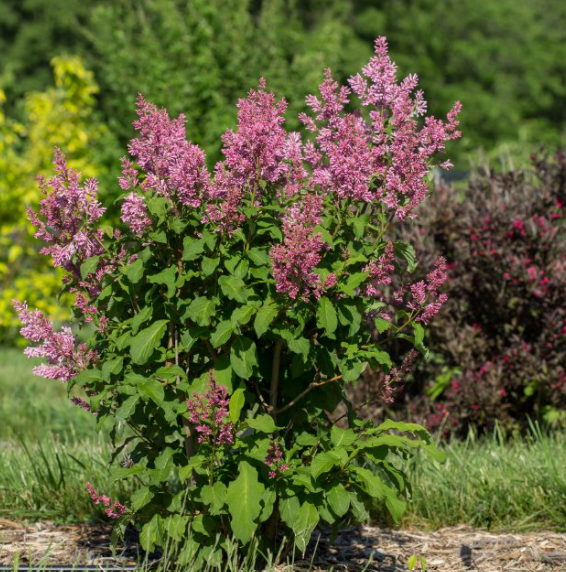 Little Lady™ Lilac (Syringa x 'Little Lady') - 3 gallon -Ship Only