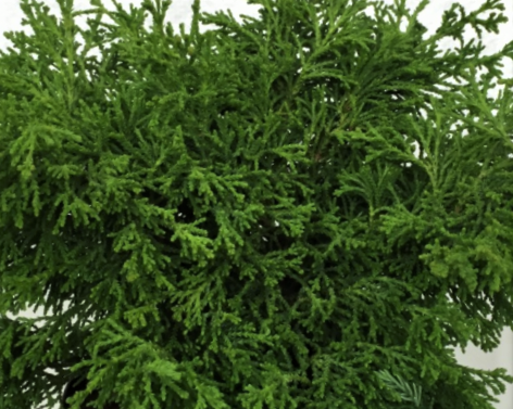 Torulosa Hinoki Falsecypress (Chamaecyparis obtusa 'Torulosa') - 3 gallon 15" -Ship Only