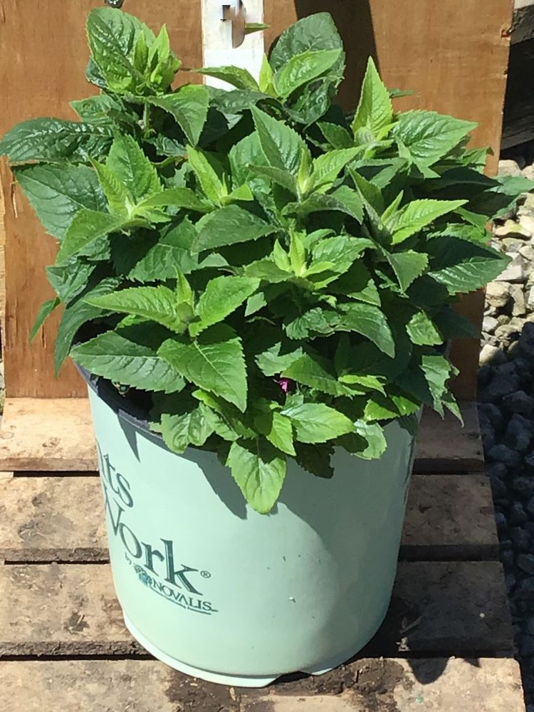 Pocahontas Pink Bee Balm (Monarda pocahontas 'Pink') - 1 gallon -Ship Only