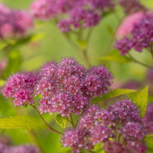 Little Spark® Spirea (Spiraea JAP 'Little Spark') - 3 gallon 15" -Ship Only
