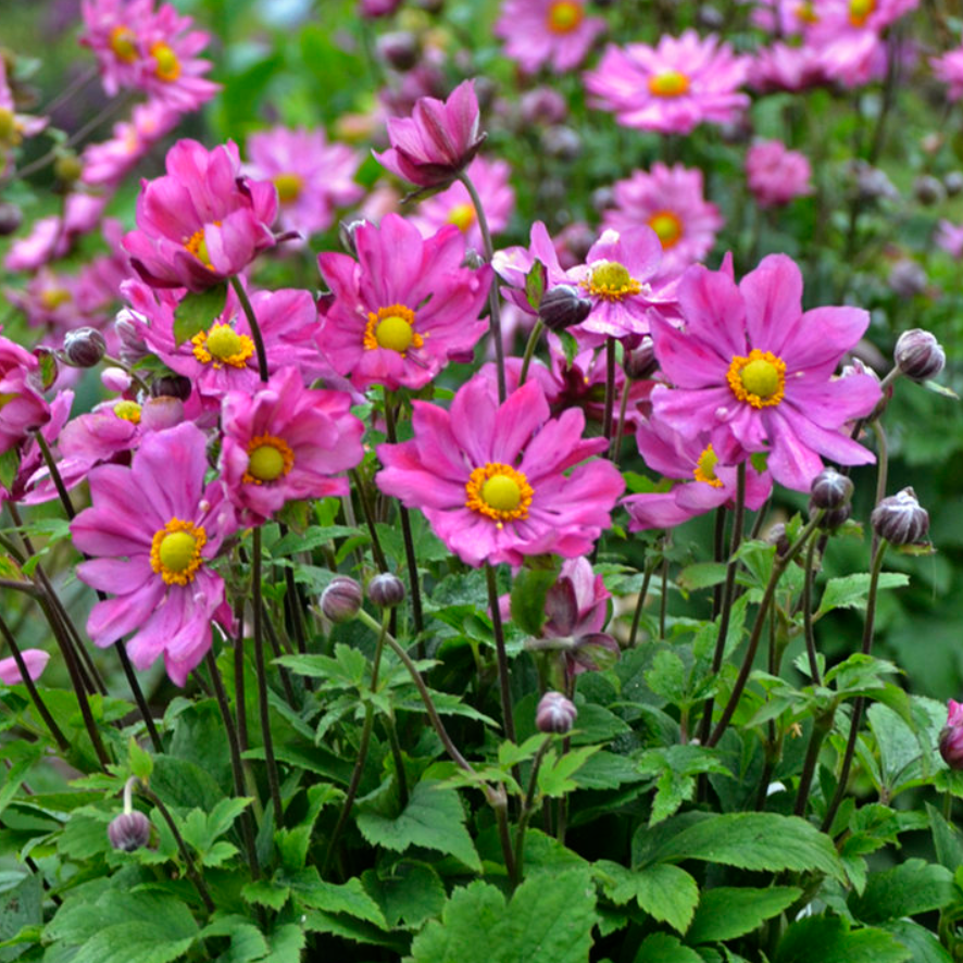 'Curtain Call Deep Rose' Japanese Anemone (Anemone 'Curtain Call Deep Rose') - 1 gallon -Ship Only