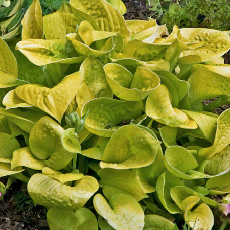 Maui Buttercups Hosta (Hosta 'Maui Buttercups') - 1 gallon -Ship Only