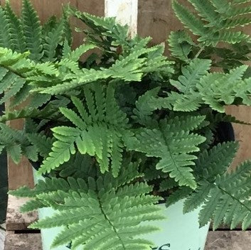 Beautiful Wood Fern (Dryopteris 'Beautiful Wood') - 1 gallon -Ship Only