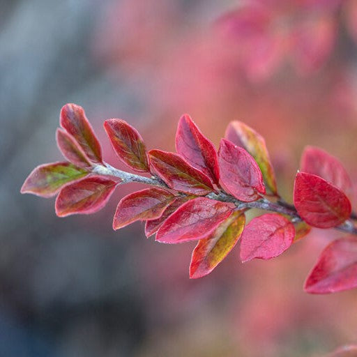 Autumn Inferno® Cotoneaster (Cotoneaster 'Autumn Inferno') - 3 gallon 18" -Ship Only