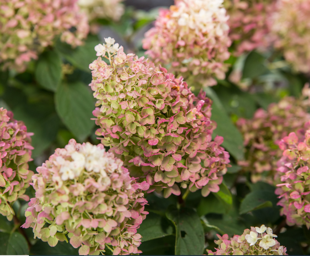 Little Hottie® Panicle Hydrangea (Hydrangea 'P Little Hottie') - 3 gallon -Ship Only