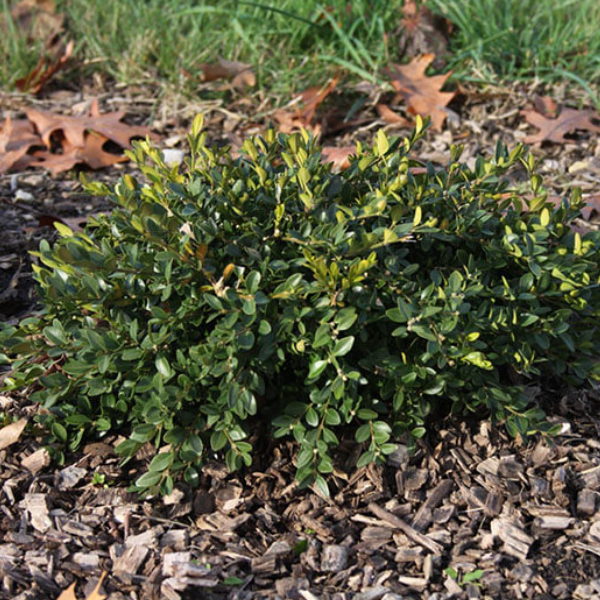 Flat-tery™ Boxwood (Buxus x 'Flat-Tery') - 3 gallon 12" -Ship Only