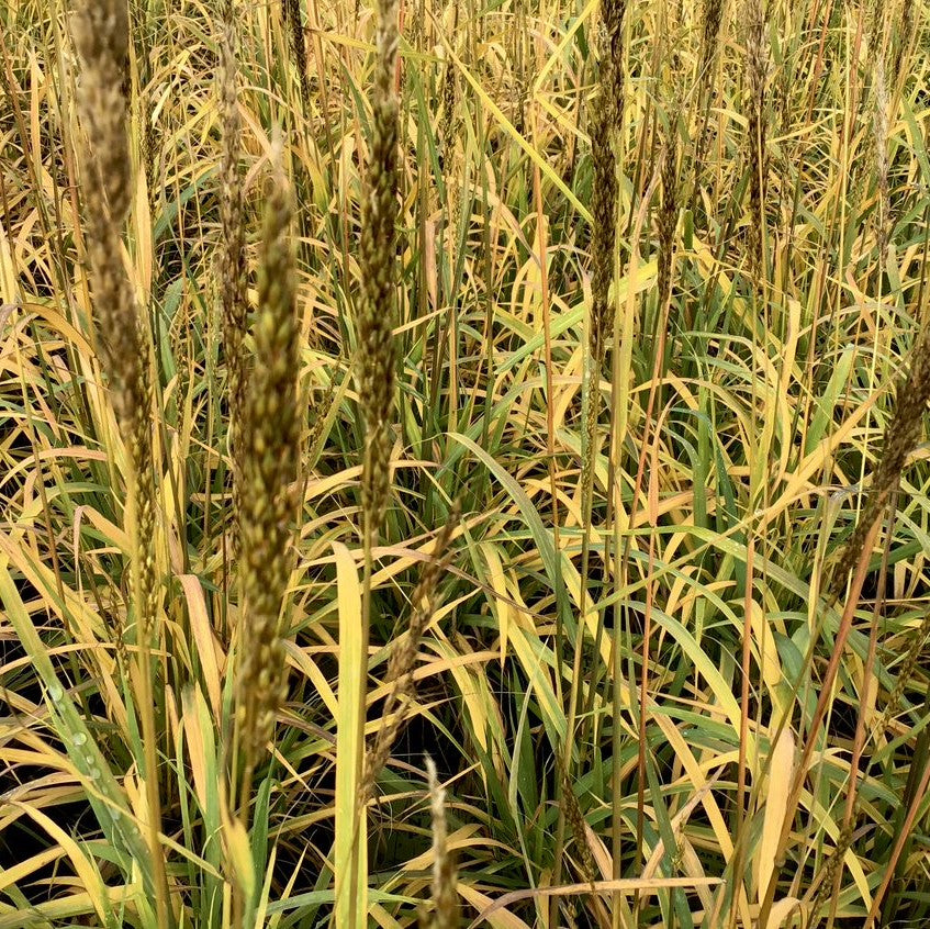 Indian Grass (Sorghastrum 'Sorg. N. Golden Sunset') - 2 gallon -Ship Only
