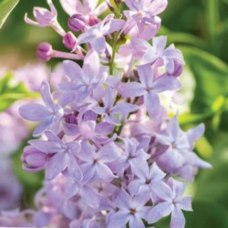 Lilac New Age Lavender (Syringa 'New Age Lavender') - 3 gallon -Ship Only