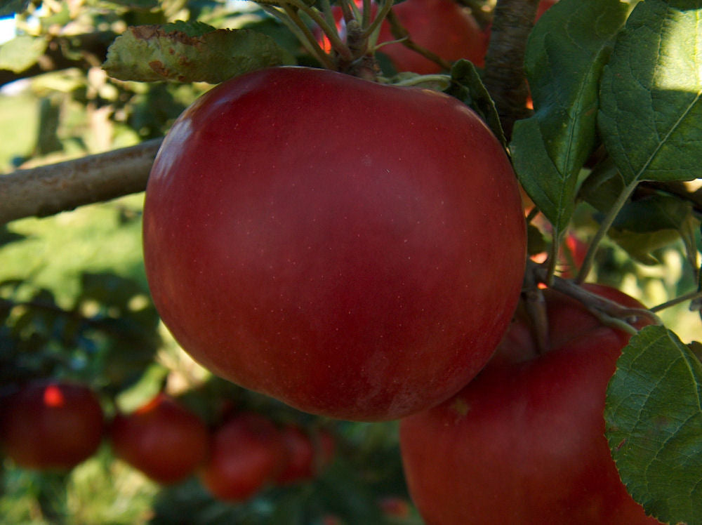 McIntosh Apple (Malus 'Fruit McIntosh') - 2 gallon 36" -Ship Only