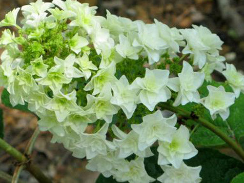 Gatsby Star® Oakleaf Hydrangea (Hydrangea quercifolia 'Gatsby Star') - 3 gallon -Ship Only