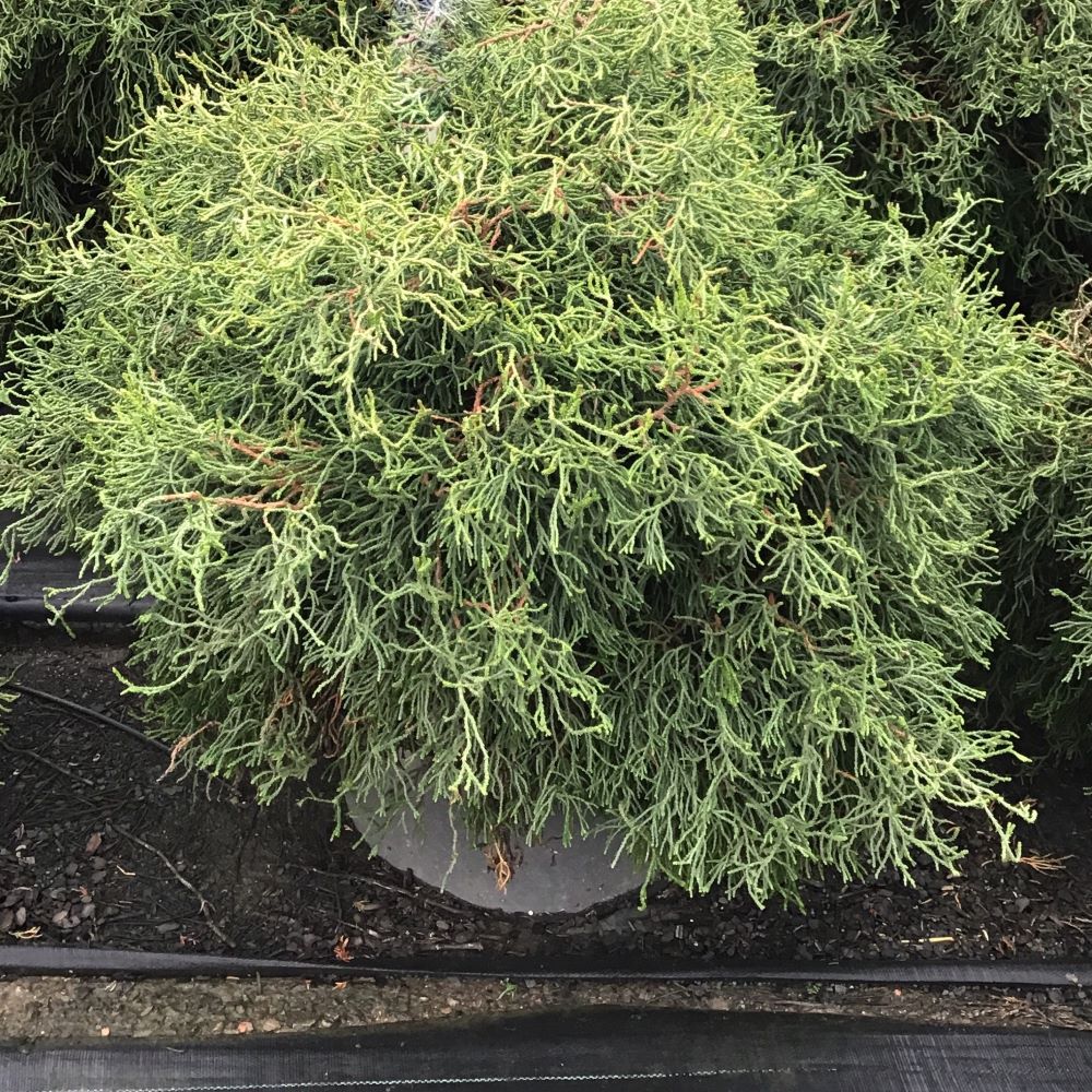 Contorta Hinoki Falsecypress (Chamaecyparis obtusa 'Contorta') - 3 gallon 15" -Ship Only