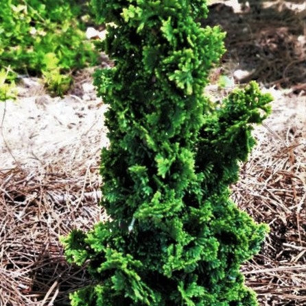 Primo™ Arborvitae (Thuja occidentalis 'Primo') - 3 gallon -Ship Only