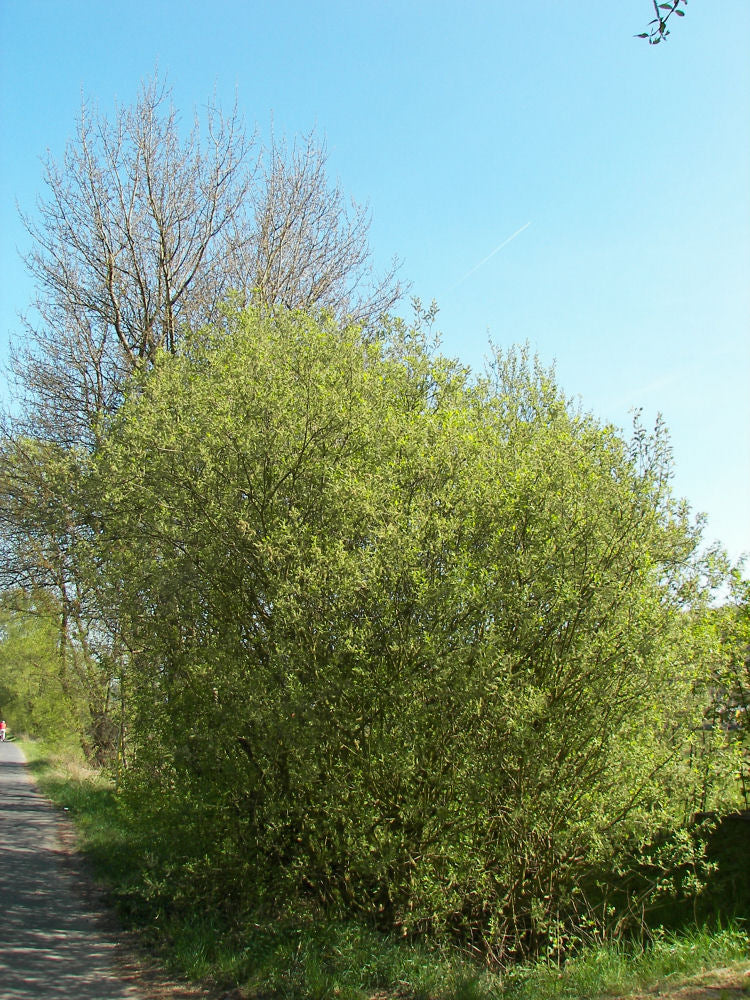 Pussy Willow (Salix caprea) - 1 gallon -Ship Only