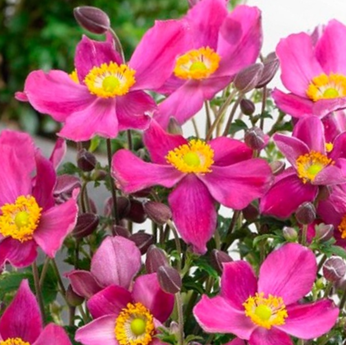 Red Riding Hood Windflower (Anemone 'Fantasy Red Riding Hood') - 1 gallon -Ship Only