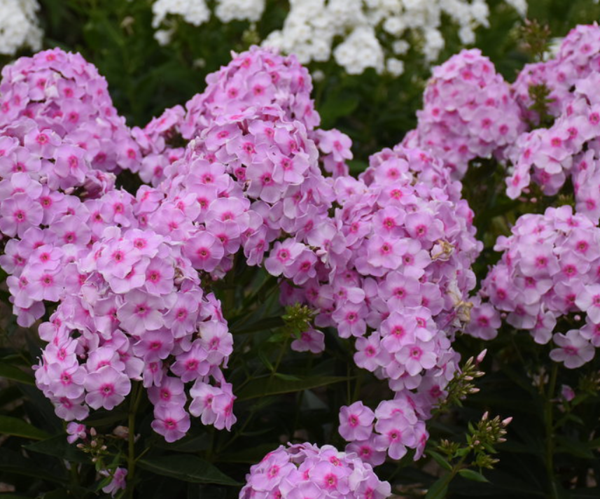 Luminary® 'Opalescence' Tall Garden Phlox (Phlox paniculata 'Luminary Opalescence') - 1 gallon -Ship Only