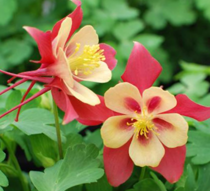 EarlyBird™ Red Yellow Columbine (Aquilegia 'Earlybird Red Yellow') - 1 gallon -Ship Only