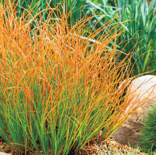 Carex Prairie Fire (Carex 'Carex Prairie Fire') - 1 gallon -Ship Only