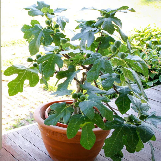 Compact Fig Tree (Ficus x 'Fignominal') - 3 gallon 12" -Ship Only