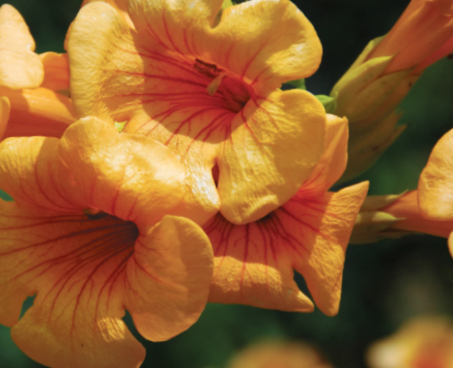 Summer Jazz™ Sunrise Gold Trumpet Vine (Campsis 'Summer Jazz Sunrise Gold') - 2 gallon -Ship Only