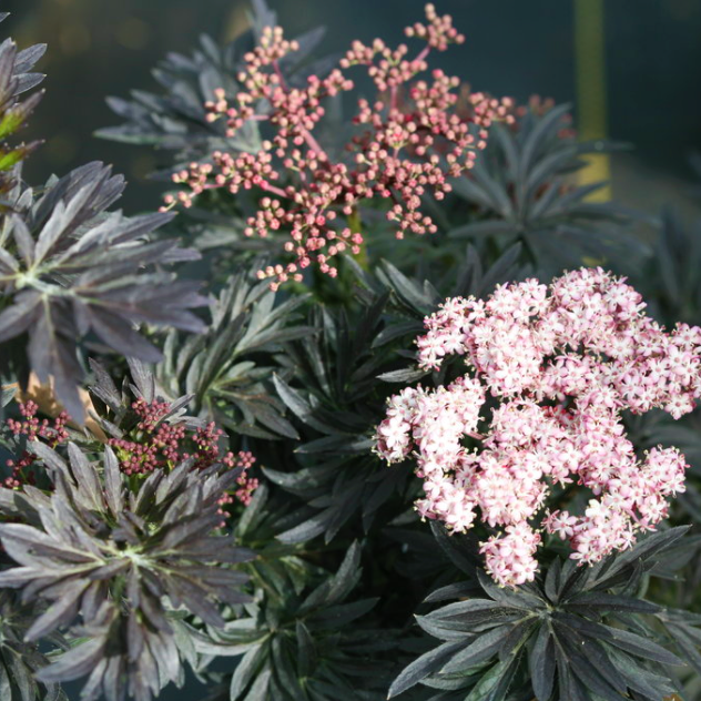Laced Up® Elderberry (Sambucus N 'Laced Up') - 1 gallon -Ship Only