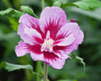 Purple Pillar® Rose of Sharon (Hibiscus syriacus 'Purple Pillar') - 1 gallon -Ship Only