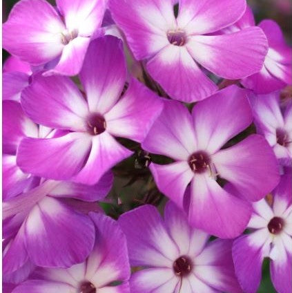 Flame® Pro Purple Garden Phlox (Phlox paniculata 'Flame Pro Purple') - 1 gallon -Ship Only