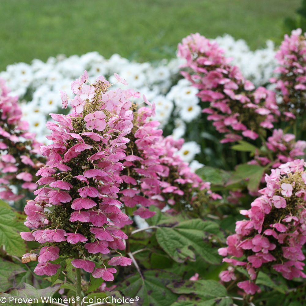 Gatsby Pink® Oakleaf hydrangea (Hydrangea quercifolia 'Gatsby Pink') - 3 gallon -Ship Only