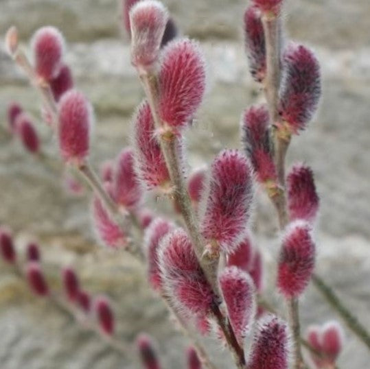 Mount Aso Pussy Willow (Salix G 'Mount Aso') - 1 gallon -Ship Only