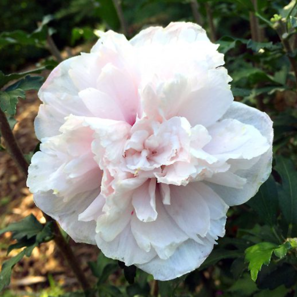 French Cabaret™ Blush Hibiscus (Hibiscus syriacus 'French Cabaret Blush') - 3 gallon 18" -Ship Only