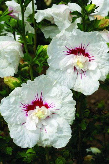 Bali™ Hibiscus (Hibiscus syriacus 'Bali') - 2 gallon -Ship Only
