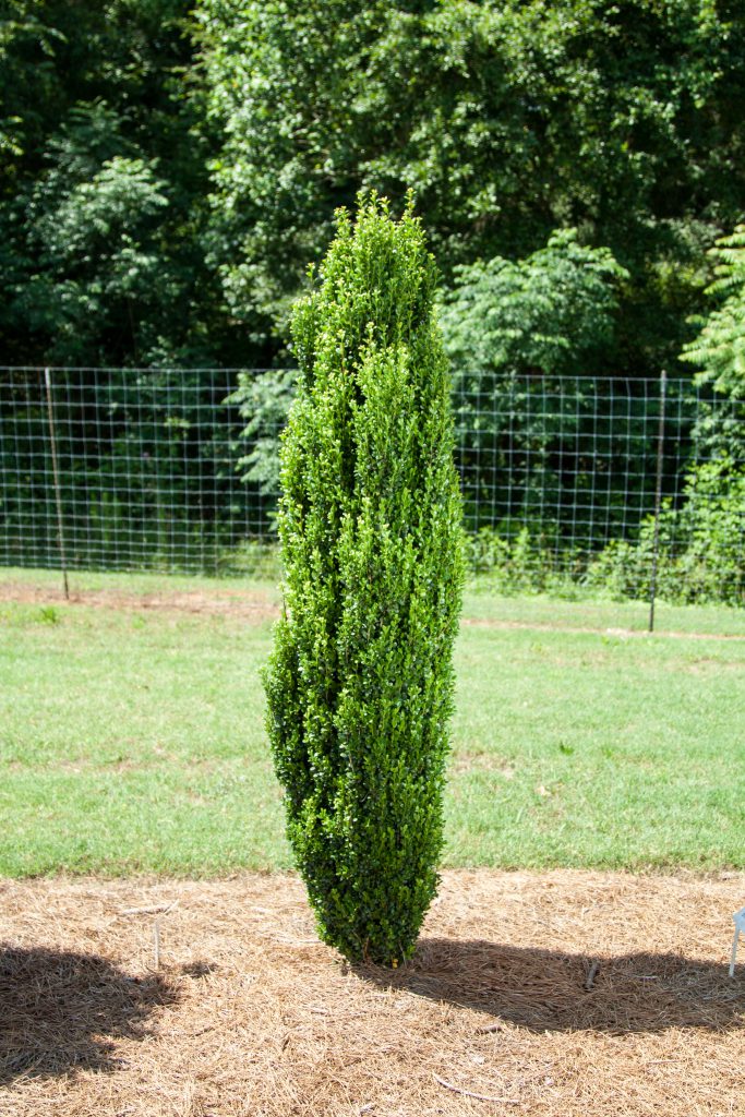 Straight & Narrow® Japanese Holly (Ilex crenata 'Straight And Narrow') - 3 gallon -Ship Only