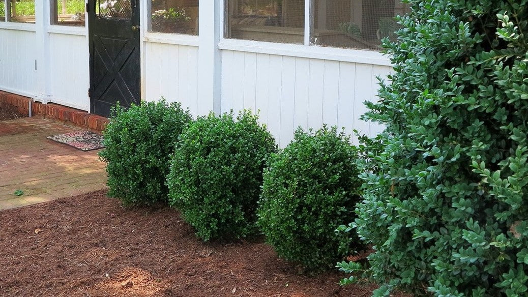 NewGen Freedom® Boxwood (Buxus newgen 'Freedom') - 1 gallon 8" -Ship Only