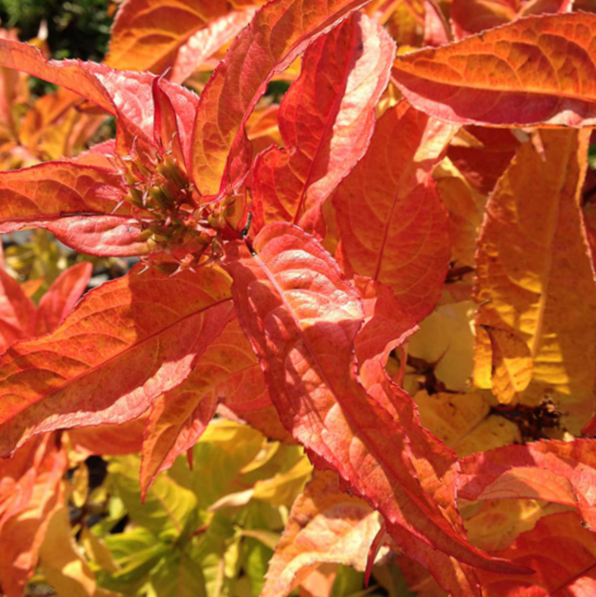 Kodiak® Orange Honeysuckle (Diervilla sessilifolia 'Kodiak Orange') - 1 gallon -Ship Only