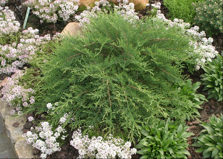 Celtic Pride® Siberian Cypress (Microbiota D 'Celtic Pride') - 1 gallon -Ship Only